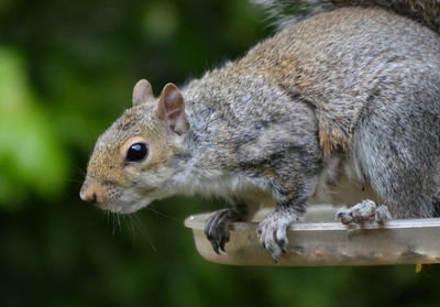 Close-up of squirrel