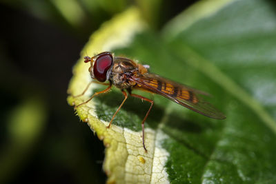 Close-up of insect on leaf