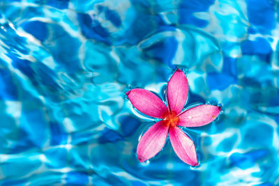 Close-up of pink lotus water lily in swimming pool