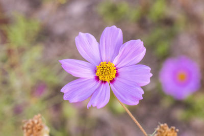 Close-up of pink cosmos flower