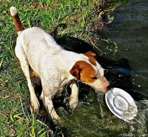 High angle view of dog in water