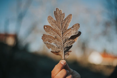Close-up of hand holding frozen leaf during winter