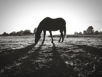 Horse on field