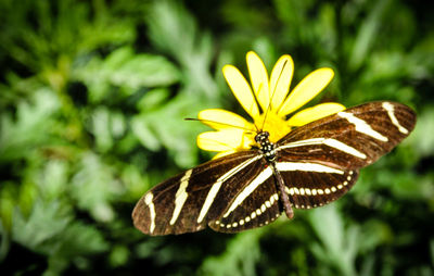 Close-up of butterfly on flower