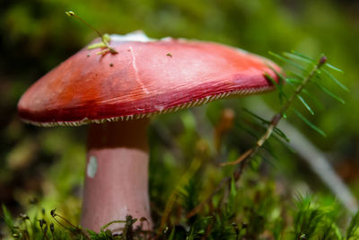 Close-up of mushroom