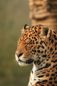 Close-up of jaguar with eyes closed