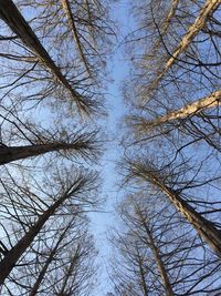 Low angle view of bare trees against sky