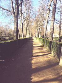 Footpath amidst trees against clear sky