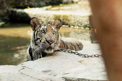 Close-up of tiger