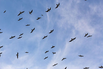 Low angle view of birds flying against sky