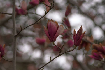 Close-up of red leaves on tree