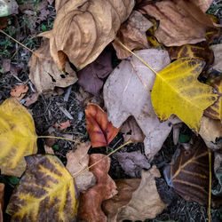 High angle view of autumn leaves