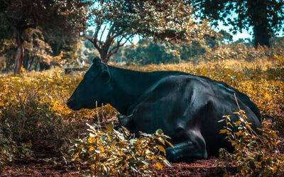 Horse standing in a field