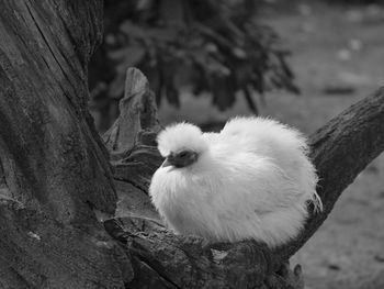 Close-up of silkie perching on tree