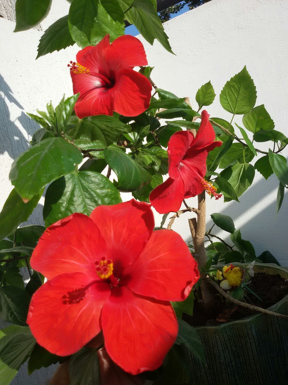 flower, freshness, petal, red, fragility, leaf, flower head, growth, beauty in nature, plant, nature, blooming, close-up, hibiscus, in bloom, stamen, blossom, pollen, stem, botany