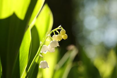 Close-up of flowering plant