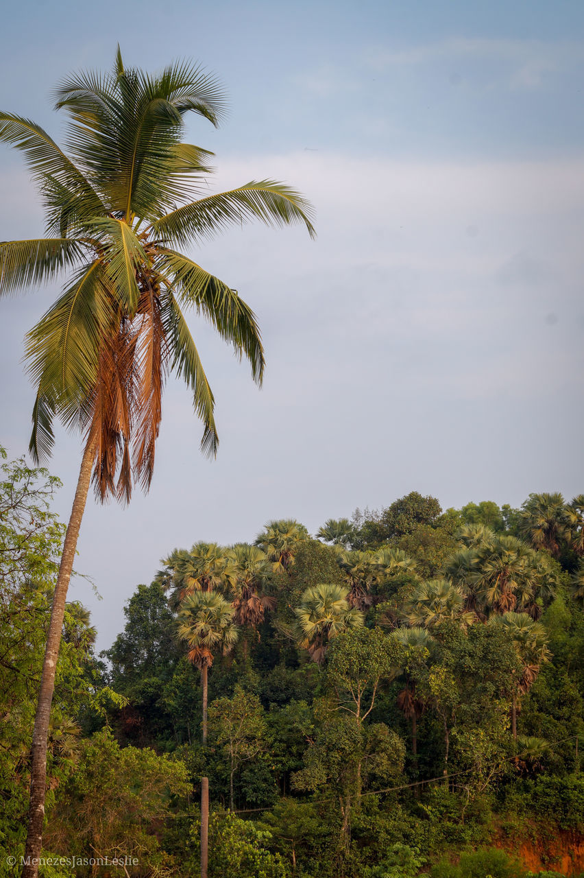 LOW ANGLE VIEW OF TREES AGAINST SKY