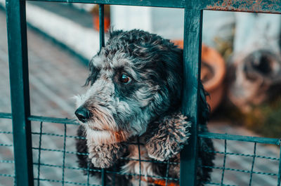 Close-up of dog looking away