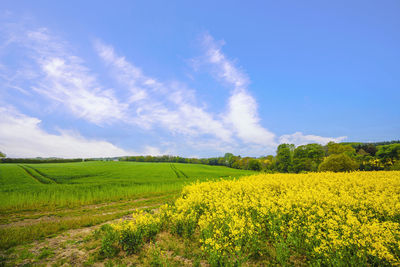landscape