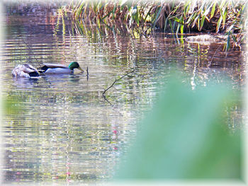 Ducks swimming in lake