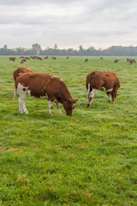 Horses grazing in a field