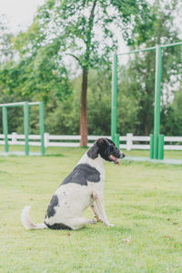 View of a dog on field