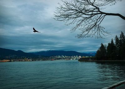 Bird flying over sea by city against sky