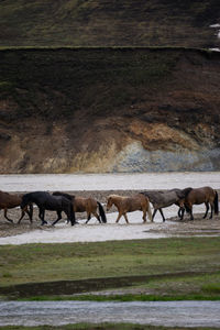 Horses in a field