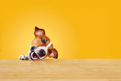 Close-up of dogs on table against yellow background