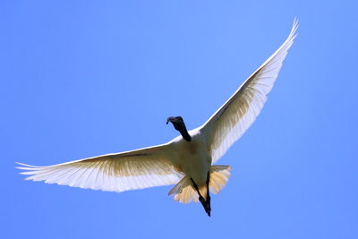 Low angle view of aistralian ibis flying in sky