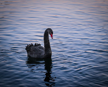 Swan swimming in calm scene
