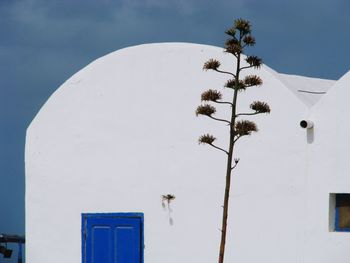 Low angle view of palm tree and building against sky