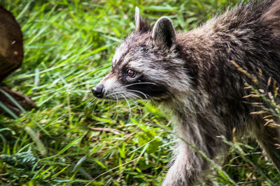 Close-up of cat looking away on field