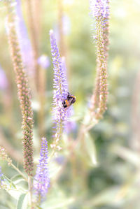 Close-up of bee pollinating on flower