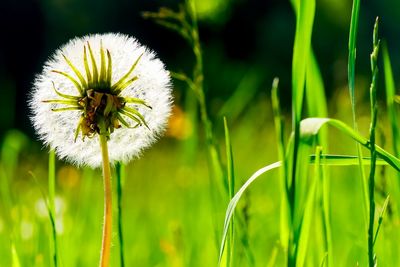 Close-up of dandelion growing in field