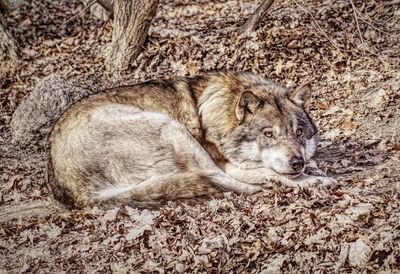 Close-up of lion lying down