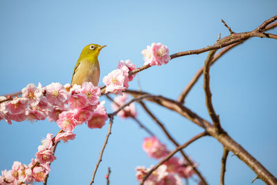 Low angle view of bird perching on branch