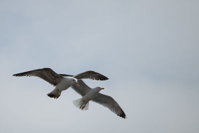 Low angle view of seagull flying against clear sky