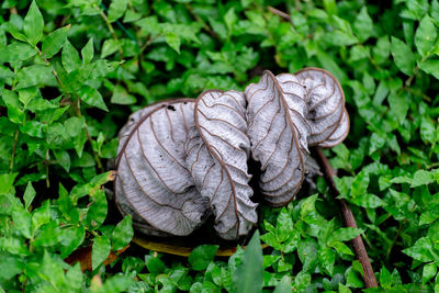 Composition of a fall leaf on a green grass 