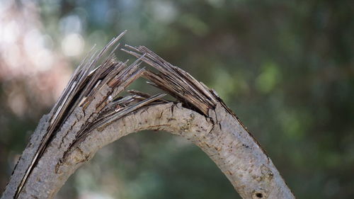 Close-up of broken branch