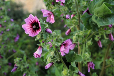 Close-up of pink flowering plants