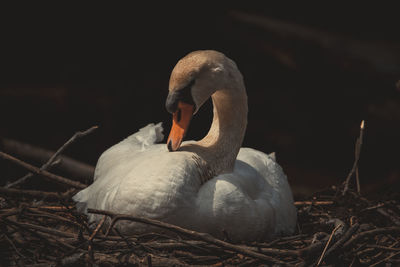 Close-up of swan in nest