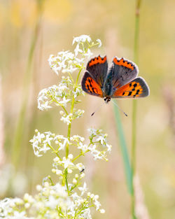 Close-up of butterfly on plant