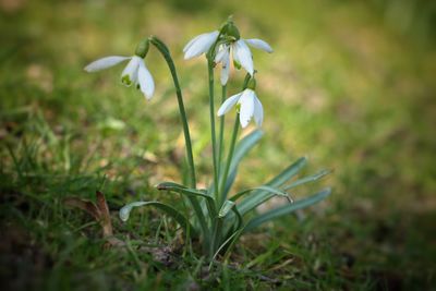 Close-up of flowers blooming in field