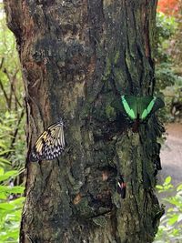 Close-up of butterfly on tree trunk