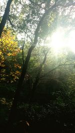 Trees in forest