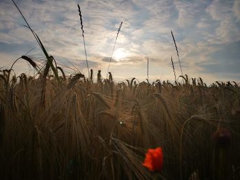 Scenic view of wheat field against sky during sunset