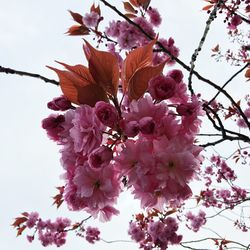 Low angle view of pink flowers against sky
