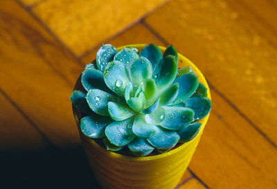 High angle view of flower on table