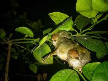 Close-up of bird perching on plant